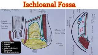 Ischioanal Fossa  Perineum 46 [upl. by Fromma]