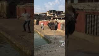 Ostrich chases man and trips lol [upl. by Bondie]