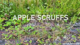 APPLE SCRUFFS  Full Album [upl. by Wane]