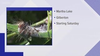 Gypsy moth spraying in Snohomish Kitsap Counties [upl. by Akere]