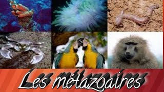 Classification des métazoaires [upl. by Theda]