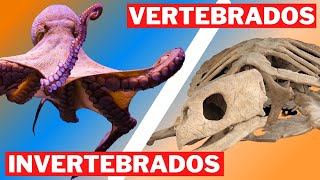 O QUE SÃO ANIMAIS VERTEBRADOS E INVERTEBRADOS  MUNDO ANIMAL SELVAGEM [upl. by Trojan673]