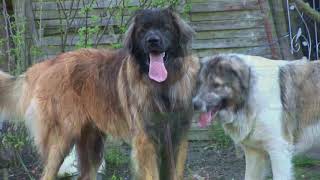 Kaukasischer Owtscharka und Leonberger [upl. by Noevart]