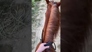 reiten im Urlaub  Türkeicelinchen 🐴 sarigeme ranch [upl. by Casimire555]