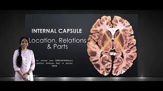 Internal Capsule Location Relations amp Parts [upl. by Aifas]