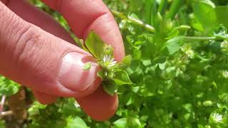 The Weed Every Garden Should Have Plant Profile Chickweed [upl. by Namharludba770]