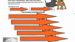 Monoclonal Antibodies IB Biology [upl. by Silvan]