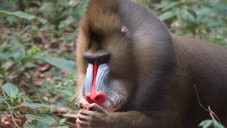 Wild Mandrill Monkeys Encounter in Lekedi Gabon [upl. by Cecilius]