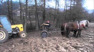 Konie zimnokrwiste pracują  Horse pulling [upl. by Notnek329]