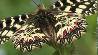 The Southern Festoon Zerynthia polyxena [upl. by Constancia]