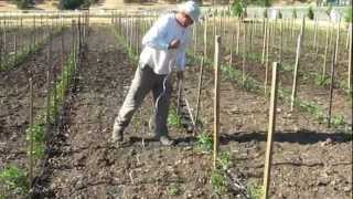 How to Tie and Stake Tomato Plants [upl. by Nevram]