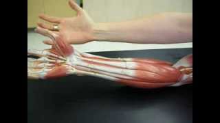 Muscles of the Arm 2 [upl. by Saile]