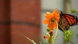 Gardening Tips at the Smithsonian Butterfly Habitat Garden [upl. by Almallah]