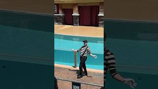 Oh sassy 🤭😂 Mime SeaWorld seaworldmime seaworldorlando funny seaworld [upl. by Annenn]