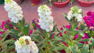 Stock flower plant Matthiola Incana care [upl. by Abba796]