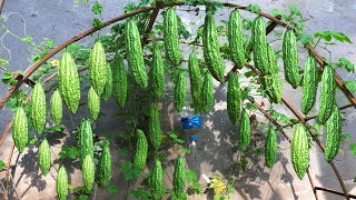 growing bitter melon in recycled plastic containers [upl. by Annaesor156]