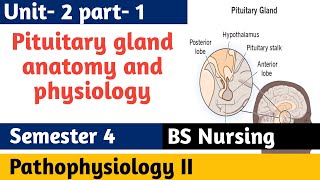 Pituitary gland anatomy amp physiology in hindi  Hormones  structure  functions  locations [upl. by Ogirdor]