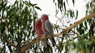 Affectionate Galah Cockatoo Pals [upl. by Htaras471]