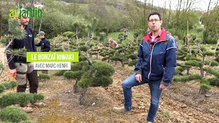 BONSAÏ de jardin NIWAKI TAILLE FORMATION et ENTRETIEN avec un pin sylvestre👍 [upl. by Ellives]