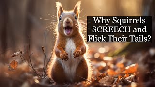 Why Squirrels Screech amp Flick Their Tails [upl. by Muriah]