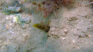 Coral Citizen  Bluethroat Pikeblenny  5262024 [upl. by Suez]