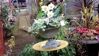 クリスマスローズ ニゲル Helleborus niger 花郷園商品紹介シリーズ第28回 [upl. by Dympha342]