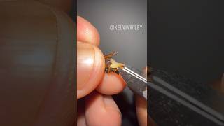 Removing Parasites From a Wasp [upl. by Arriaet46]