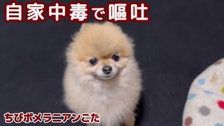 ストレスで嘔吐するポメを心配する飼い主をよそに一発かまされました [upl. by Graeme376]