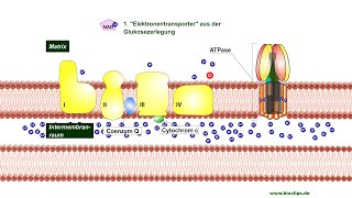 Endoxidation der Zellatmung [upl. by Eicram]