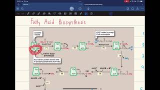 Pharm Biochem  Lipogenesis [upl. by Redienhcs]