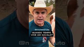 QUANTO TEMPO VIVE UM CAVALO cavalo cavalos eqüinos egua fazenda sitio rural [upl. by Pish]