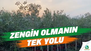 Zengin Olmanın Tek Yolu İspanyol Arbequina Zeytin Fidanları [upl. by Oisinoid493]