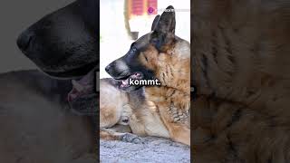 Der deutsche Schäferhund mutig treu wachsam shorts [upl. by Reinhold]