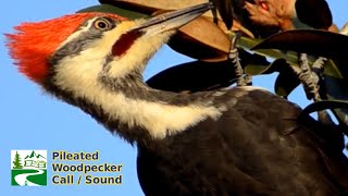 Pileated woodpecker call  sound [upl. by Girhiny]