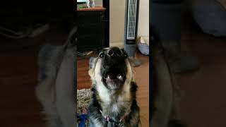 dog German Shepherd howling Be sure to watch my other dog videos on my page [upl. by Nayhr820]