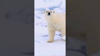 Les ours polaires  trésors de lArctique  PONANT [upl. by Vedetta]