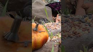 Fall Field Mouse Visits the Feeder pennsylvania mouse nature mice cute harvestmouse [upl. by Esilrac]