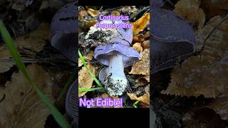 Cortinarius Purpurascensbeautiful but not edibleПаутинник Козлиный Несъедобенно красив fungi [upl. by Corly771]