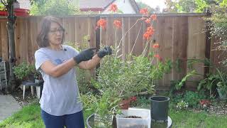 How to propagate Epidendrum [upl. by Ahsyla]