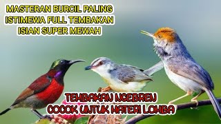 MASTERAN BURCIL TEMBAKAN NGEBREN  PALING COCOK UNTUK BAHAN LOMBA [upl. by Hgiellek664]