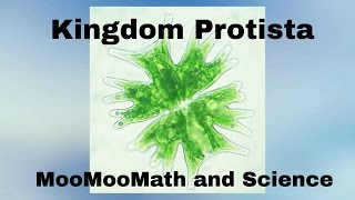 Kingdom Protista [upl. by Mildred765]