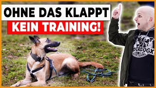 👉 Das wird dein Training verändern Die Grundbedürfnisse des Hundes Teil 2 [upl. by Hsemar464]