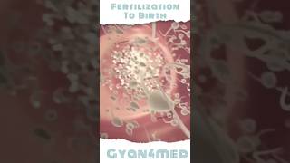 Fertilization to Birth journey [upl. by Ane]