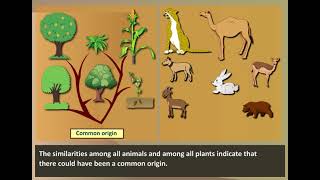 Morphological Evidence  Evidences of Evolution [upl. by Whit]