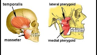 Two Minutes of Anatomy Muscle of Mastication Chewing [upl. by Oenire47]