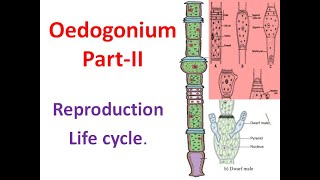 Oedogonium Part II Reproduction amp Life cylce [upl. by Stoneman663]