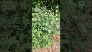 초피나무 초피나무 椒皮─ Zanthoxylum piperitum [upl. by Aurie219]