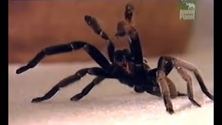 Australian TarantulaWhistling spider [upl. by Auot623]