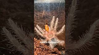 Pet SpiderTarantula Update🤎 pets animals nature wildlife insects [upl. by Wolcott]