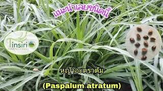 หญ้า​อะตรา​ตัม​  หญ้า​พาส​พา​ลัม​อุบล Paspalum​ atratum ทิน​ธุ์​ศิริ​เมล็ด​พันธุ์​เกษตร​ [upl. by Arikihs]